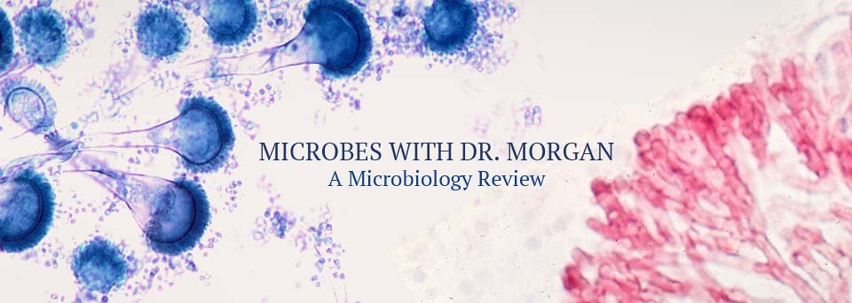 Microbes with Dr. Morgan